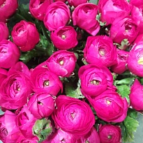 Лютик Dark Pink Sup 10шт