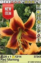 Лилия Ред Морнинг ОТ-гибр. 12/14 1шт*
