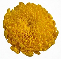 Хризантема одноголовая Much Yolk дл.70 10шт