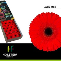 Гербера Lady Red 25шт