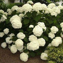 Гортензия (Hydrangea) древ.Стронг Анабелль 3л h30-40 1шт