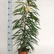 Фикус Али d27 h130 1шт