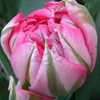 Тюльпан Do Flash Point 10шт