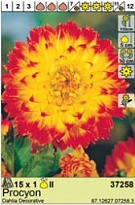 Георгина Процион декор. 1шт*