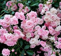 Роза Фэйри почвопокровная/Цв.Кор