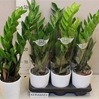 Замиокулькас (элит керамика) d12 h50 5шт