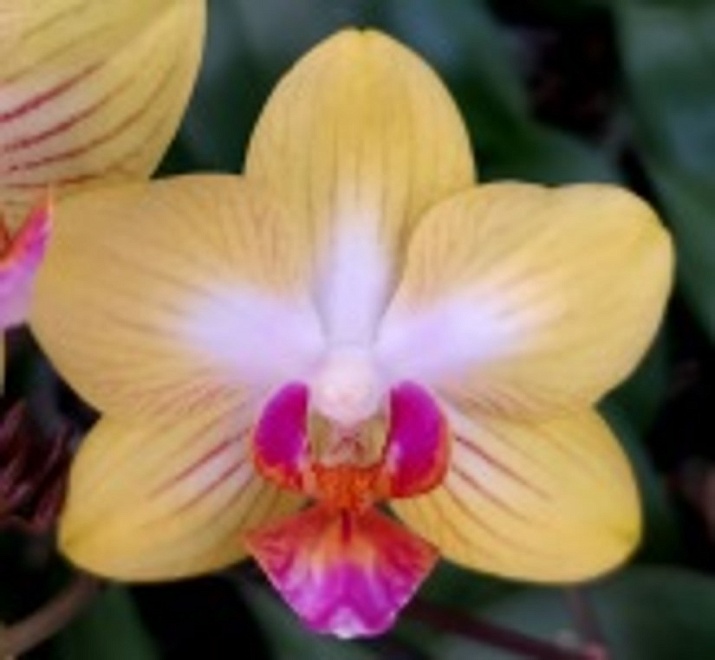 Орхидея Фален. Рассвет 1ст d10 h50 10шт