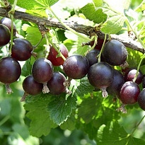 Йошта (крыжовник х смородина, йоштаберри)/Цв.Кор