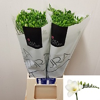 Фрезия White River 10шт