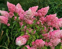 Гортензия (Hydrangea) метельчатая Ванилла Фрейз d17 h45 1шт