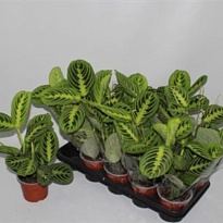 Маранта Лимон d12 h35 10шт