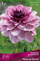 Георгина декоративная Крем де Кассис 1шт