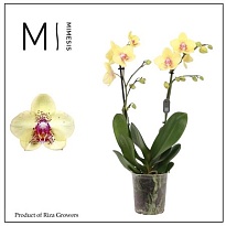 Орхидея Фален. Драгон 2 ст d12 h50 10шт