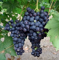 Виноград Кишмиш Чёрный Изумруд (Блек Эмеральд сидлис)/Цв.Кор