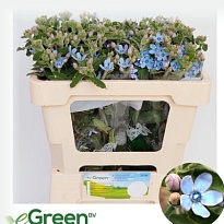 Оксипелатум Tanioka Pure Blue 5шт