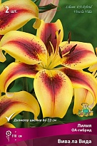 Лилия ОА-гибрид Вива ла Вида 12/14 2шт