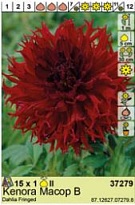 Георгина Кенора Макоп Би бахр. 1шт* р-р II