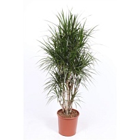 Драцена Марг. Бранчд d30 h160 1шт