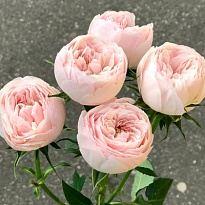 Роза Мэнсфилд Парк кустовая (МЦ) дл.70 5шт/уп