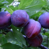 Слива Узюк (ОКС) 1шт