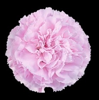 Гвоздика Sisa Green Flowes Clear Water дл.SELECT 25шт