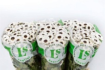 Хризантема сантини Patrese White 25шт