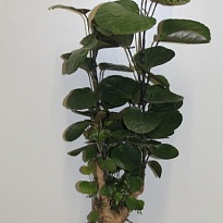 Полисциас Фабиан d17 h65 6шт