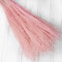 Трава пампасная сухоцвет, 10шт, розовый