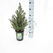 Ель (Picea) канадская Коника 3л h40 1шт