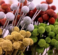 Краспедия Paint 10шт