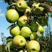 Яблоня колон. Президент/подвой 54-118 полукарл/С 1шт