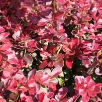 Барбарис (Berberis) тунб. Ред Компакт d9 20-30 18шт