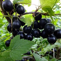 Смородина Лама (ОКС) 1шт