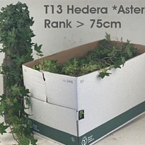 Хедера Пивиси d13 h30 8шт