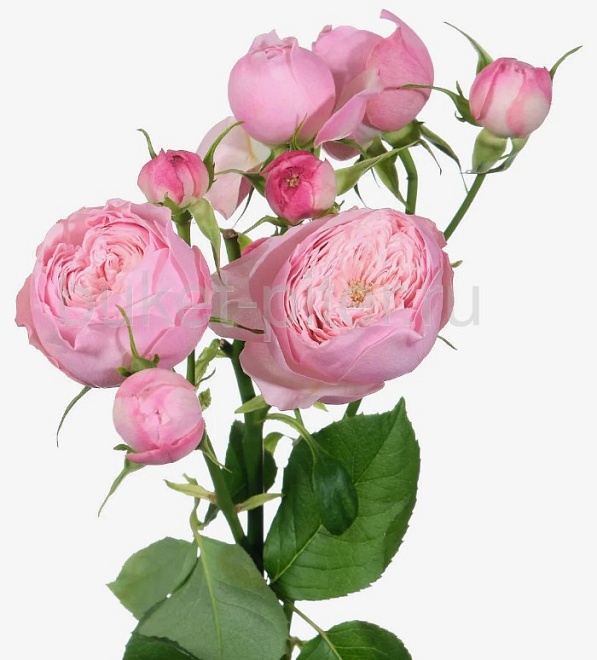 Роза куст. Flora Ola Mansfield Pink Park дл.50 10шт
