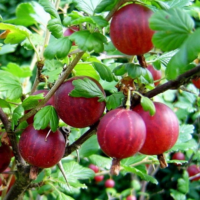 Крыжовник Сенатор/Цв.Кор 1шт