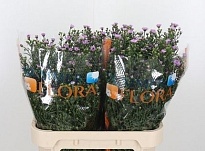 Астер Painted Lady 5шт