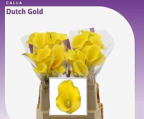 Калла Dutch Gold 10шт