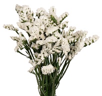 Статица Белая (К) дл.70 1уп