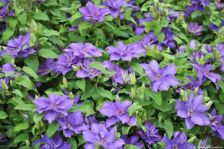 Клематис (Clematis) Линдси d9 h35 12шт