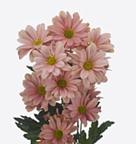 Хризантема кустовая Summer Love 5шт