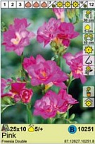 Фрезия Розовая махровая 5/+ 10шт*