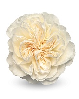 Роза Sacha Rose Cia. Ltda. Vicky Gardens дл.50 12шт