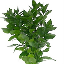 Рускус дл.80 10шт