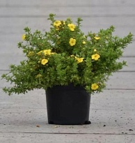 Лапчатка (Potentilla) кустарниковая Кобольд d9 h25 18шт
