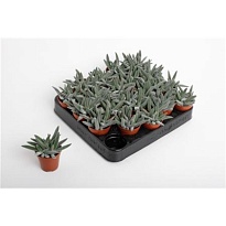 Крассула Сильвер Спарк d5 h10 20шт