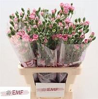 Гвоздика кустовая Mocha Sweet 10шт