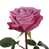 Роза E.q.r. Ecuatoroses Moody Blues дл.60 25шт