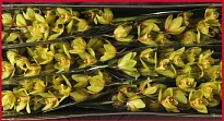 Орхидея Cymbidium Honney Bonny дл.80 *6 1шт