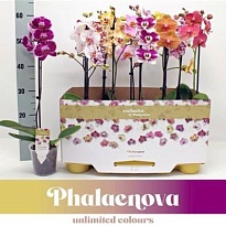 Орхидея Фален. Тайвань микс 1ст d12 h65 10шт